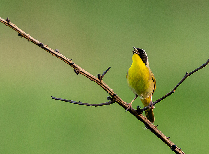 Yellow bird