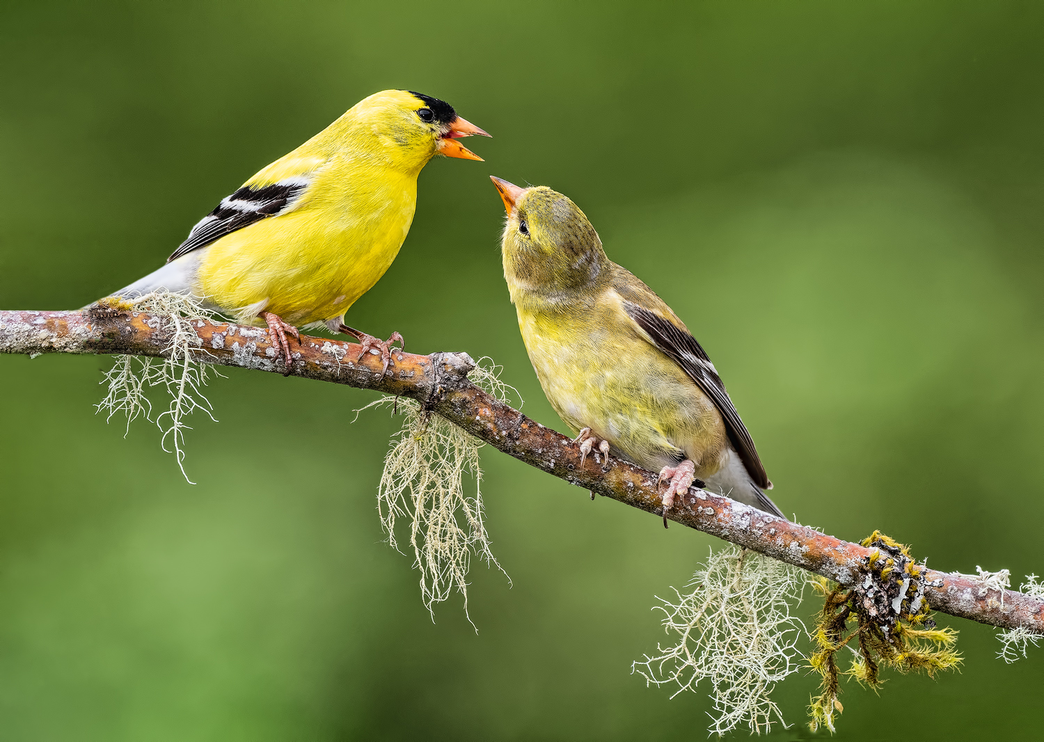 Goldfinch feeding