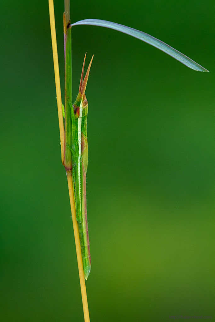 Hugging Grass