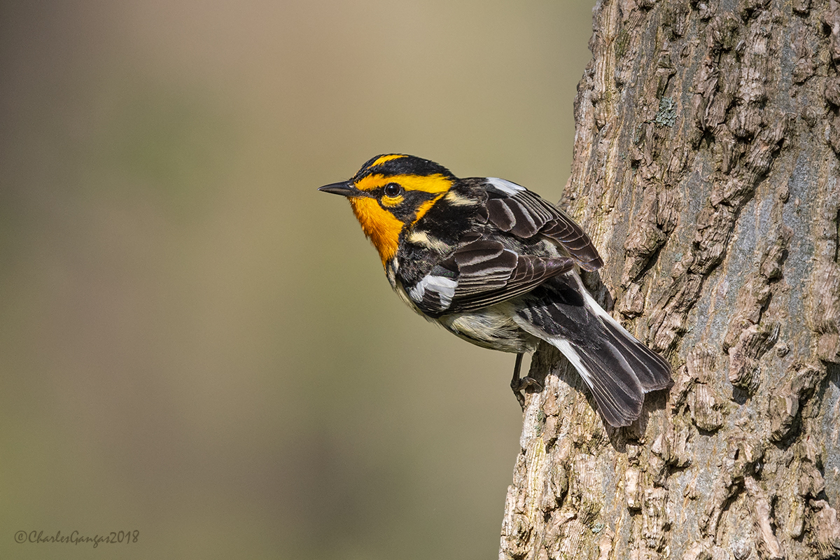 Blackburnian