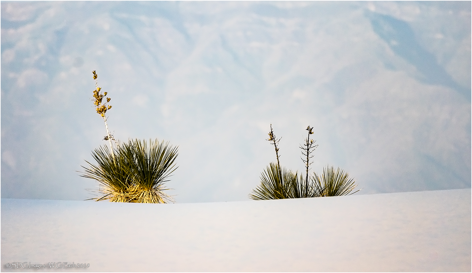 Sentries