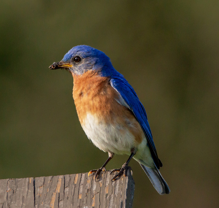 Bluebird breakfast
