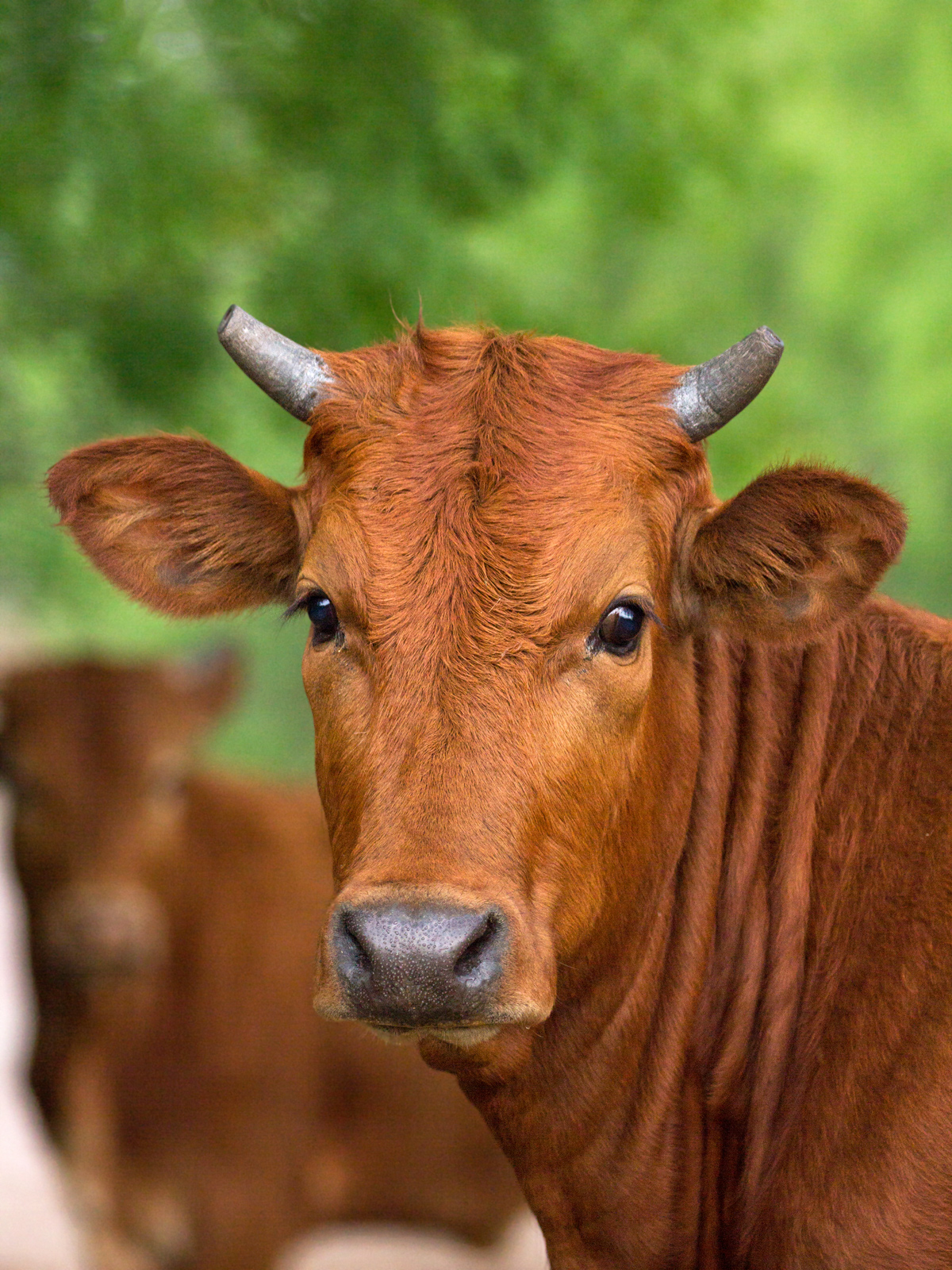 Chaparral Heifer