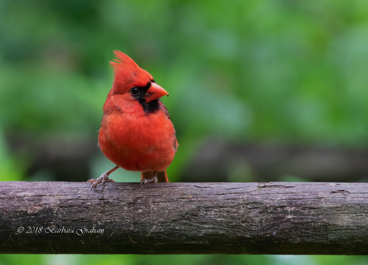 Northern Cardinal