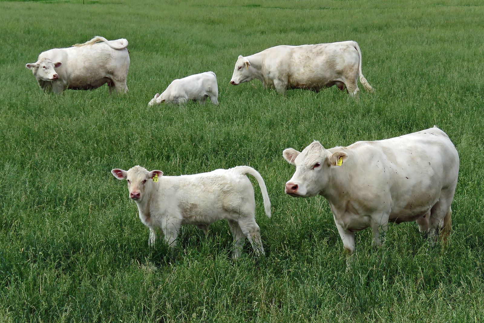 Charolais