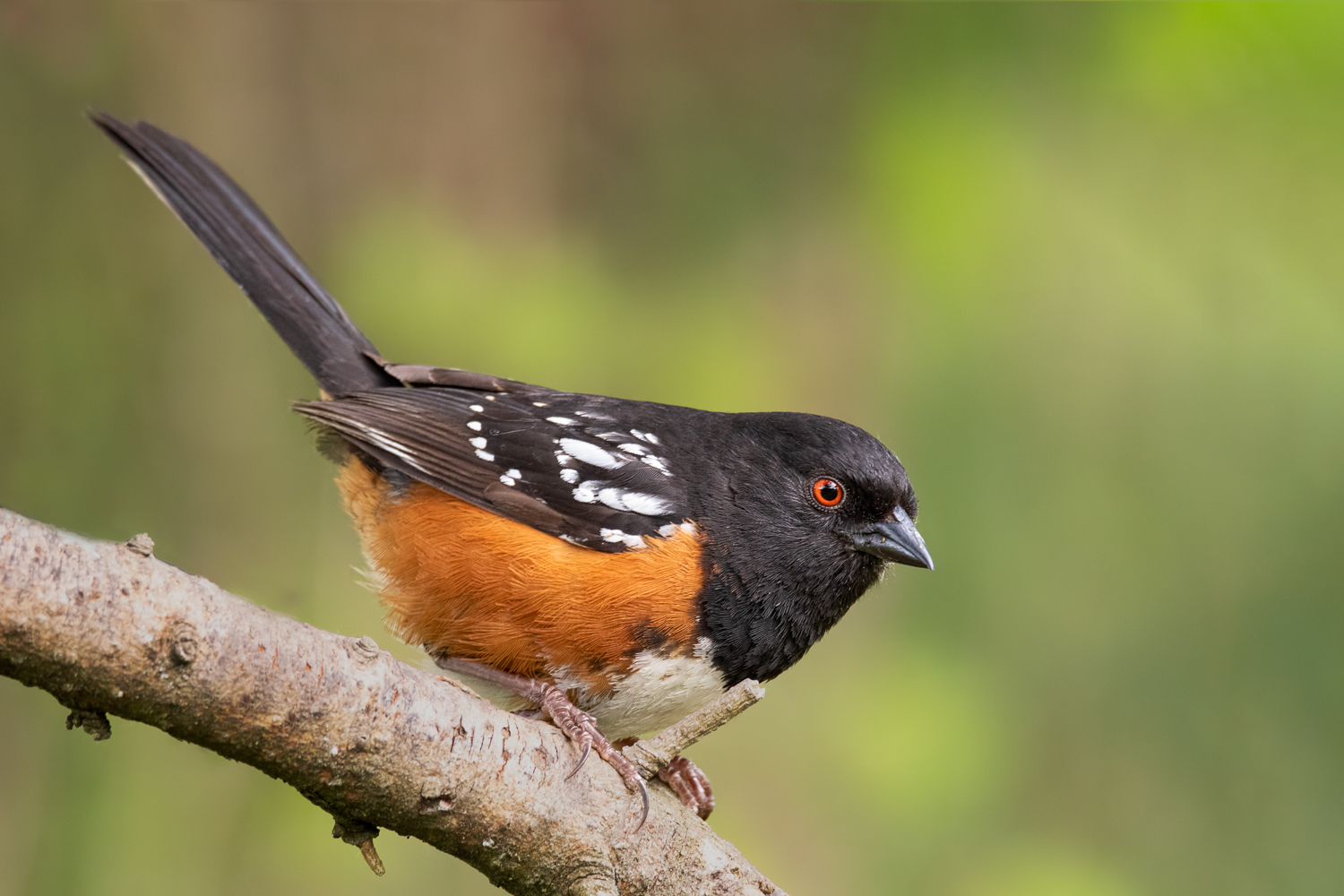 Spotted Towhee