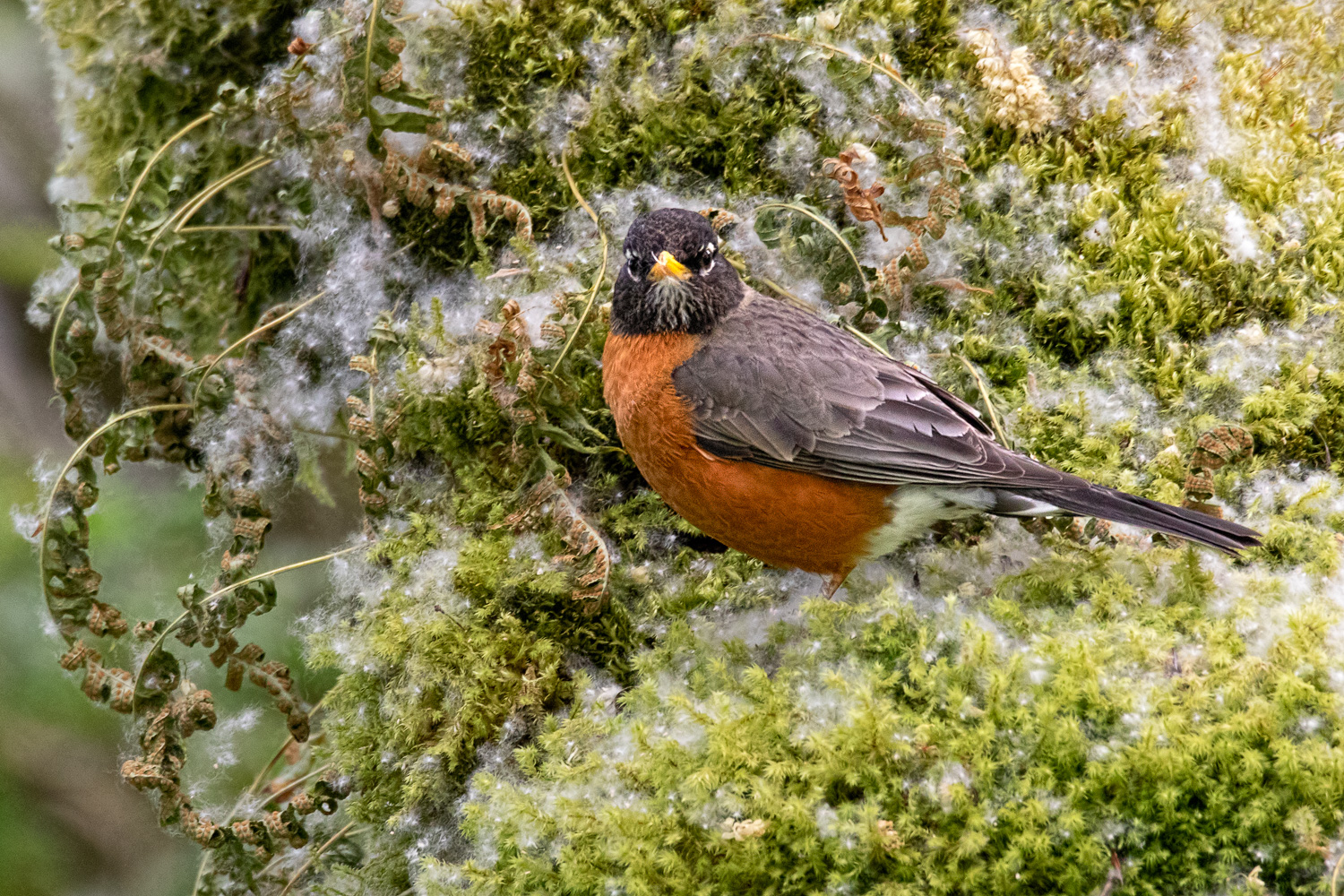 Likin' the Moss