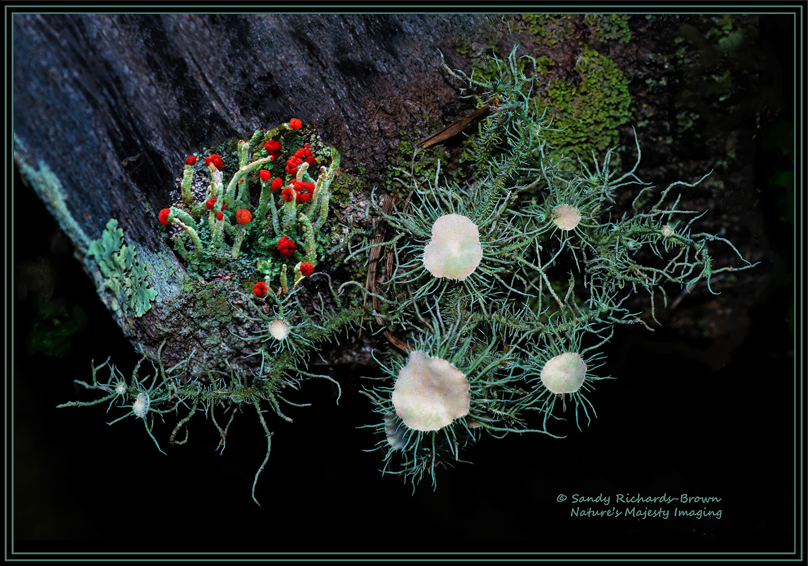 WC#340 - Mosses/Lichens