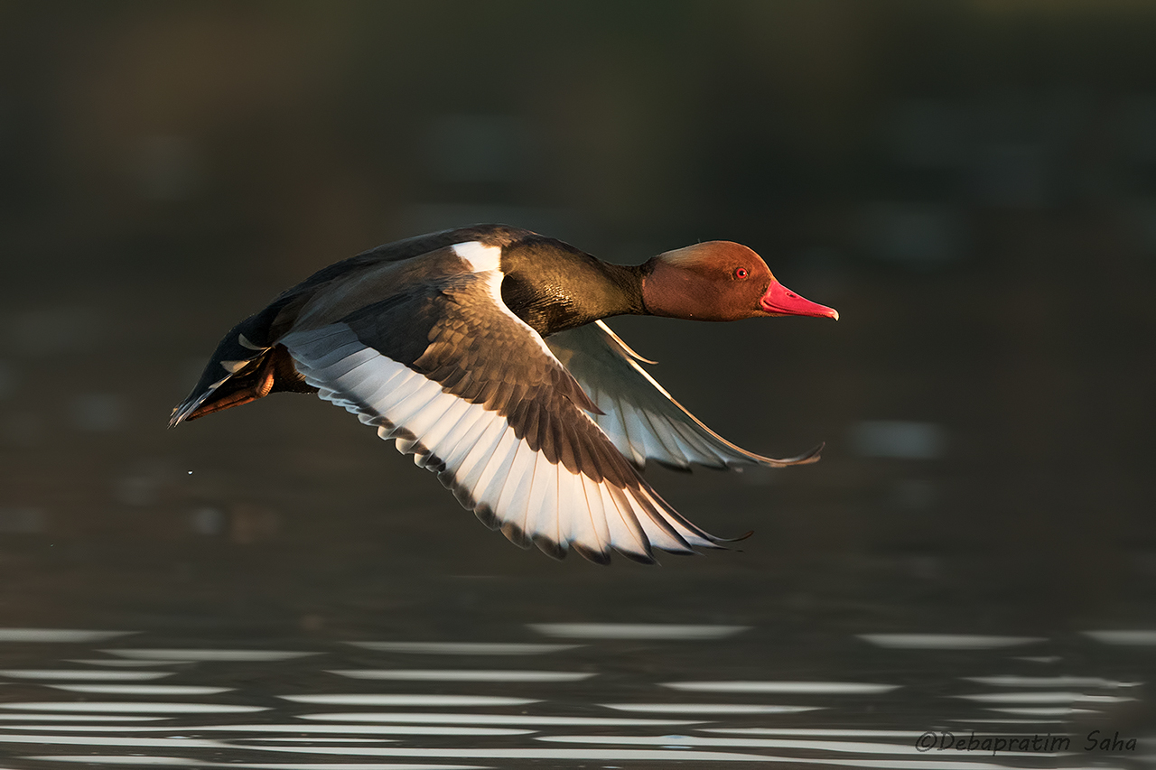 Red-crested pochard 