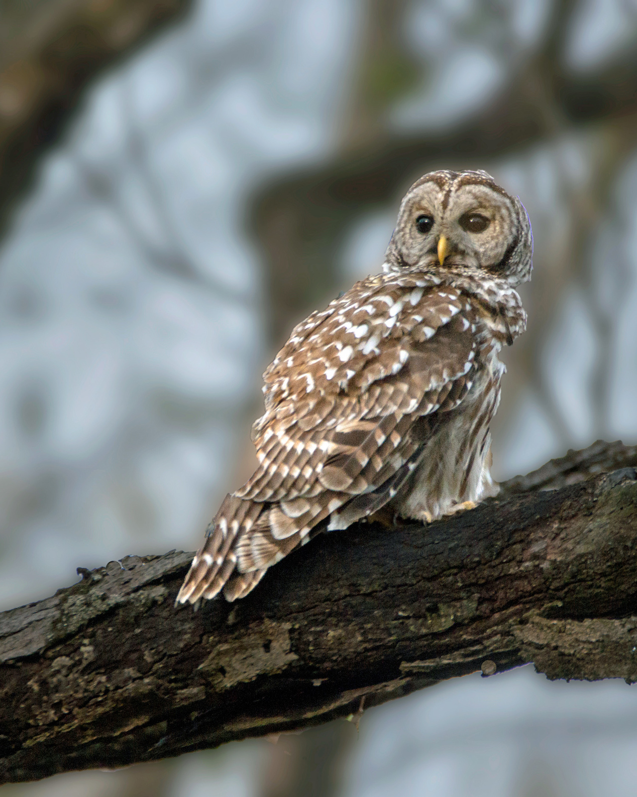 Barred Owl