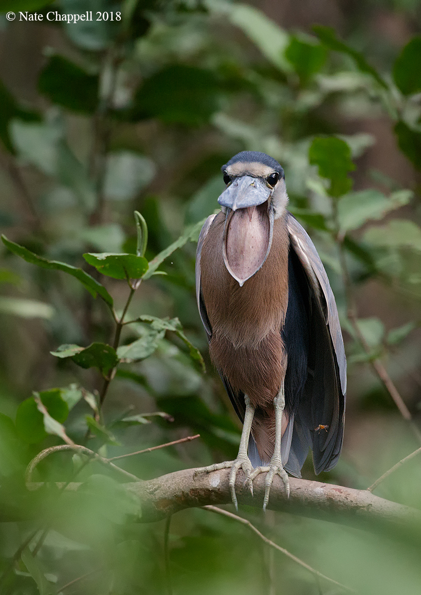 Boat-billed Heron