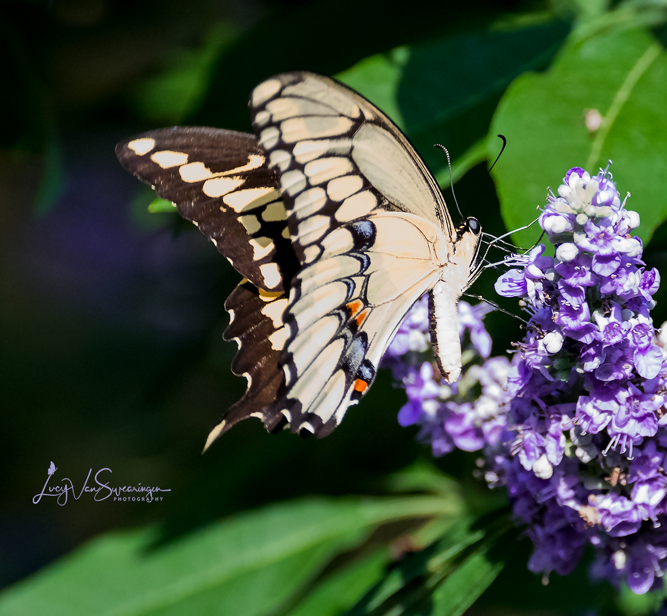 Beautiful Butterfly