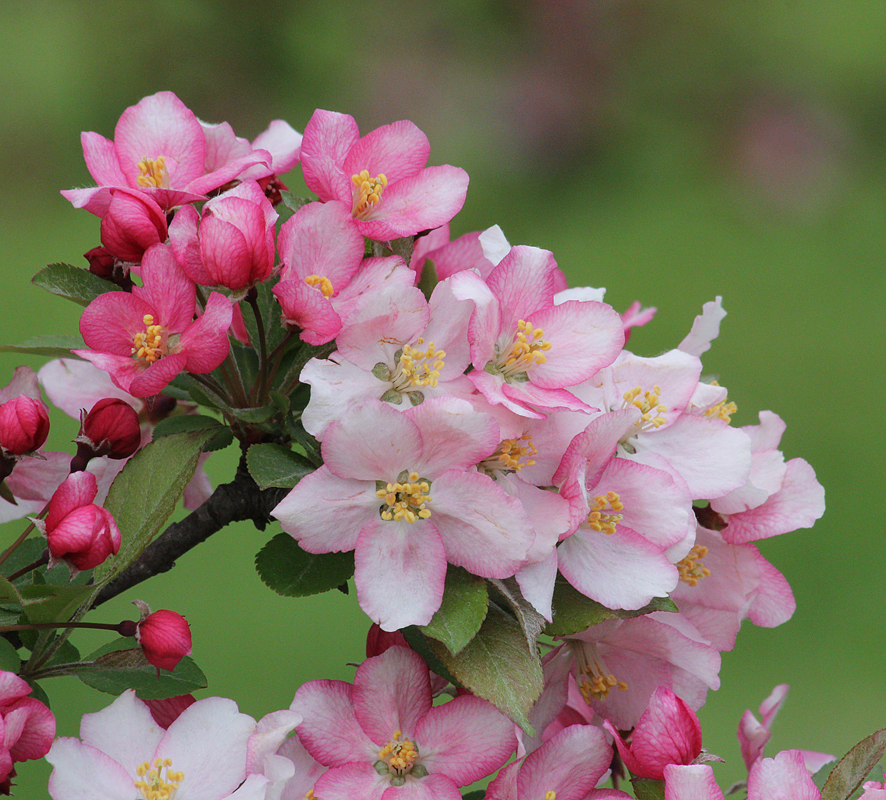 Crabapple Blossoms