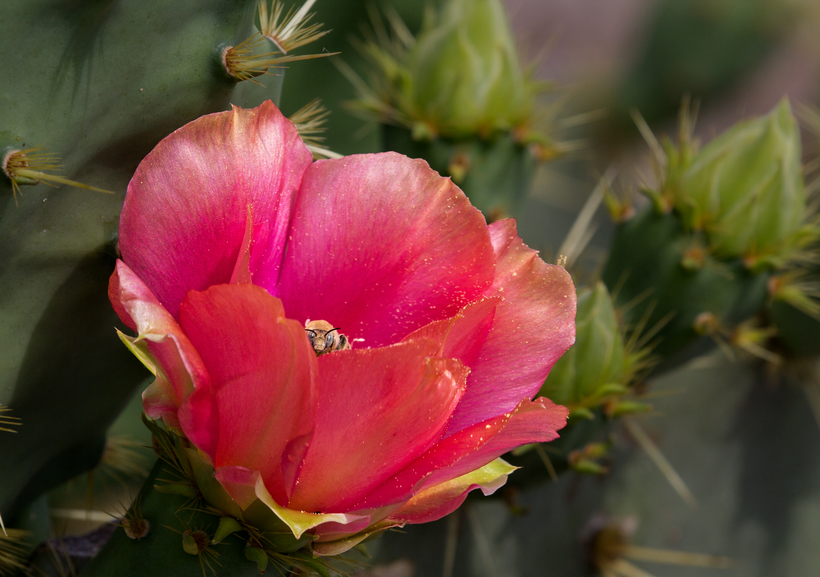 Peek a Bee