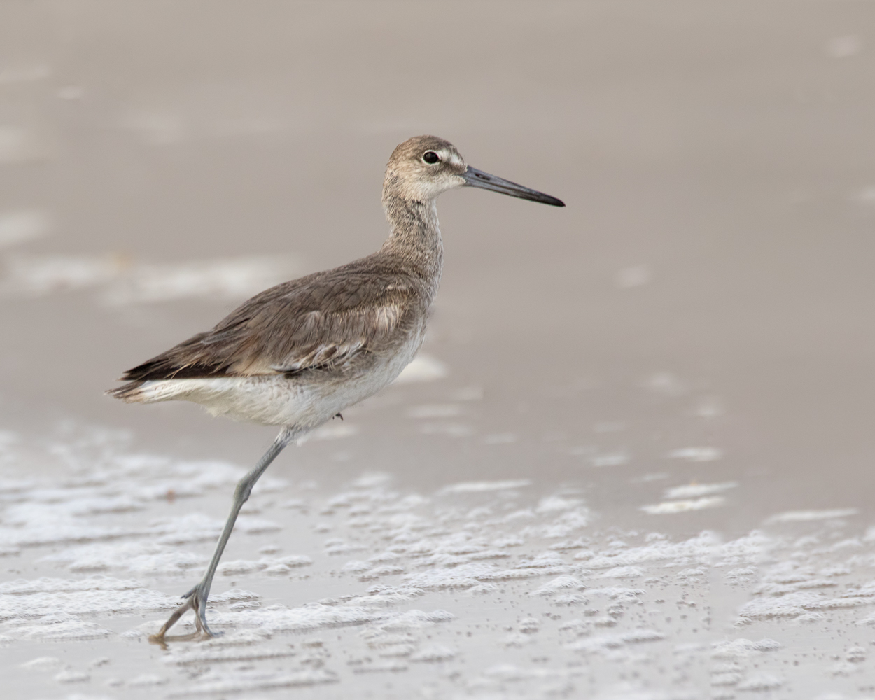 One-legged Willet