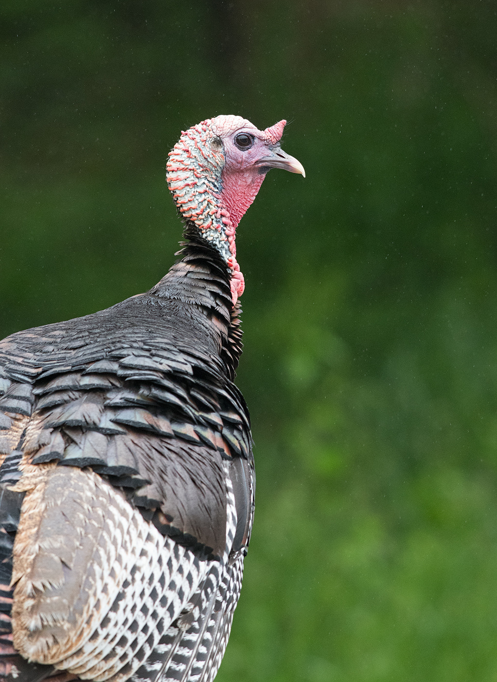 Turkey
