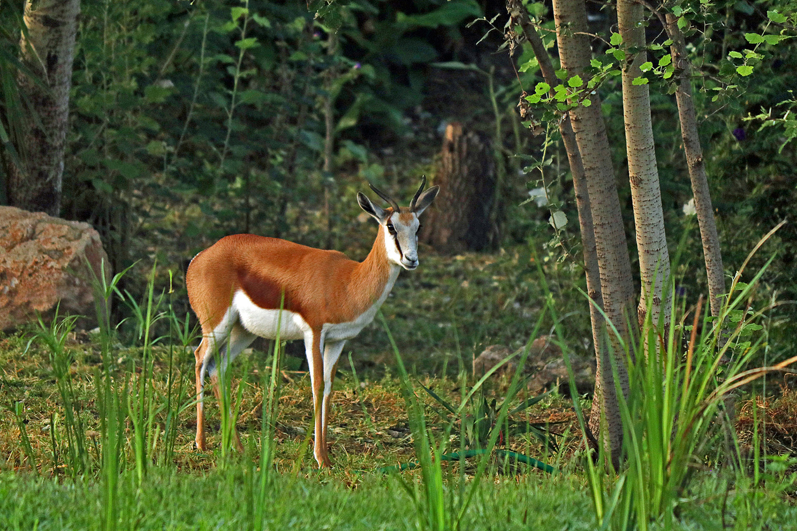 Springbok