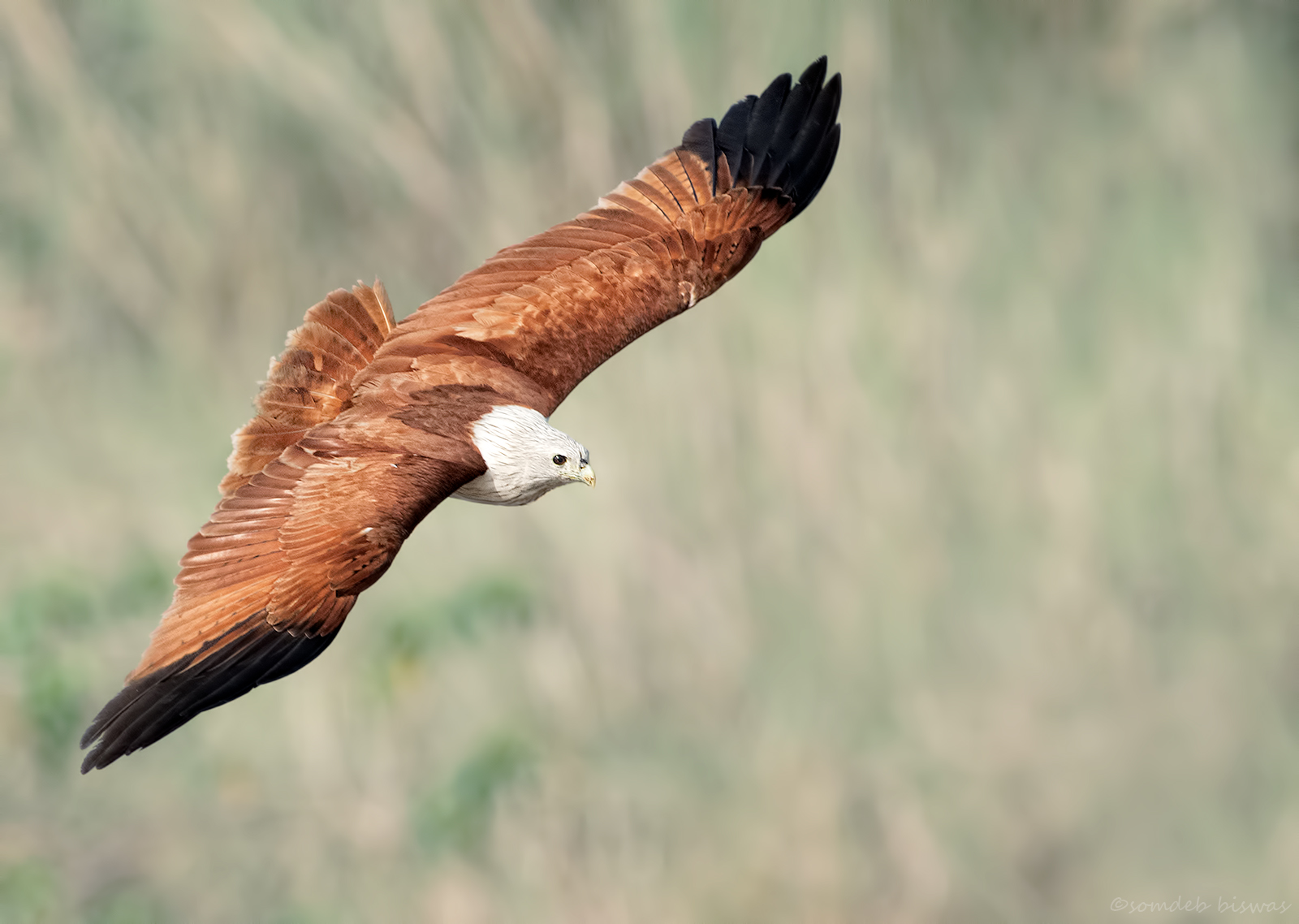 Brahminy Kite in flight