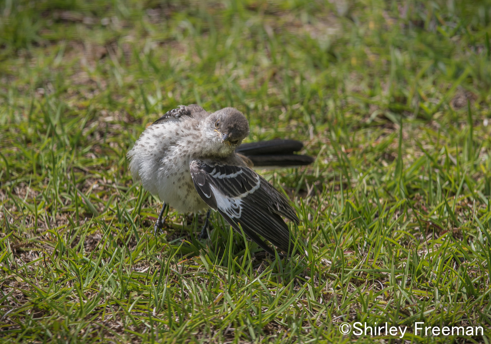 Mockingbird Doing Yoga