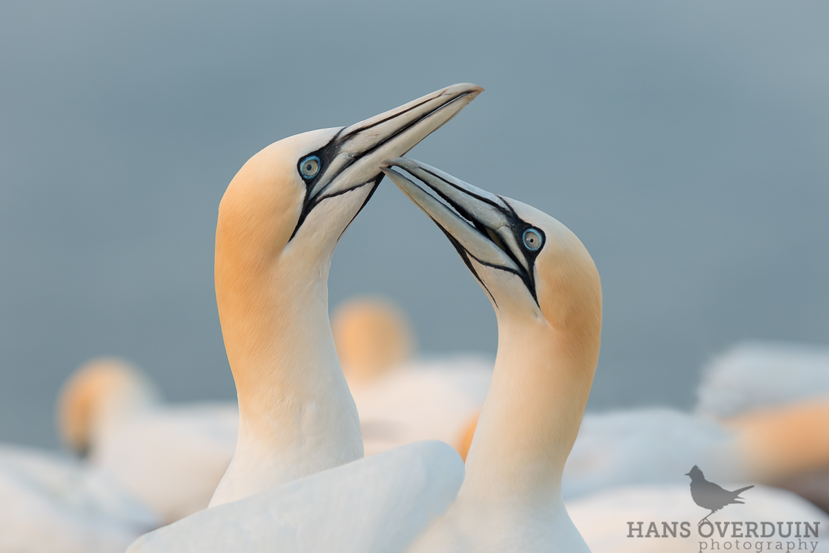 Loving Gannets
