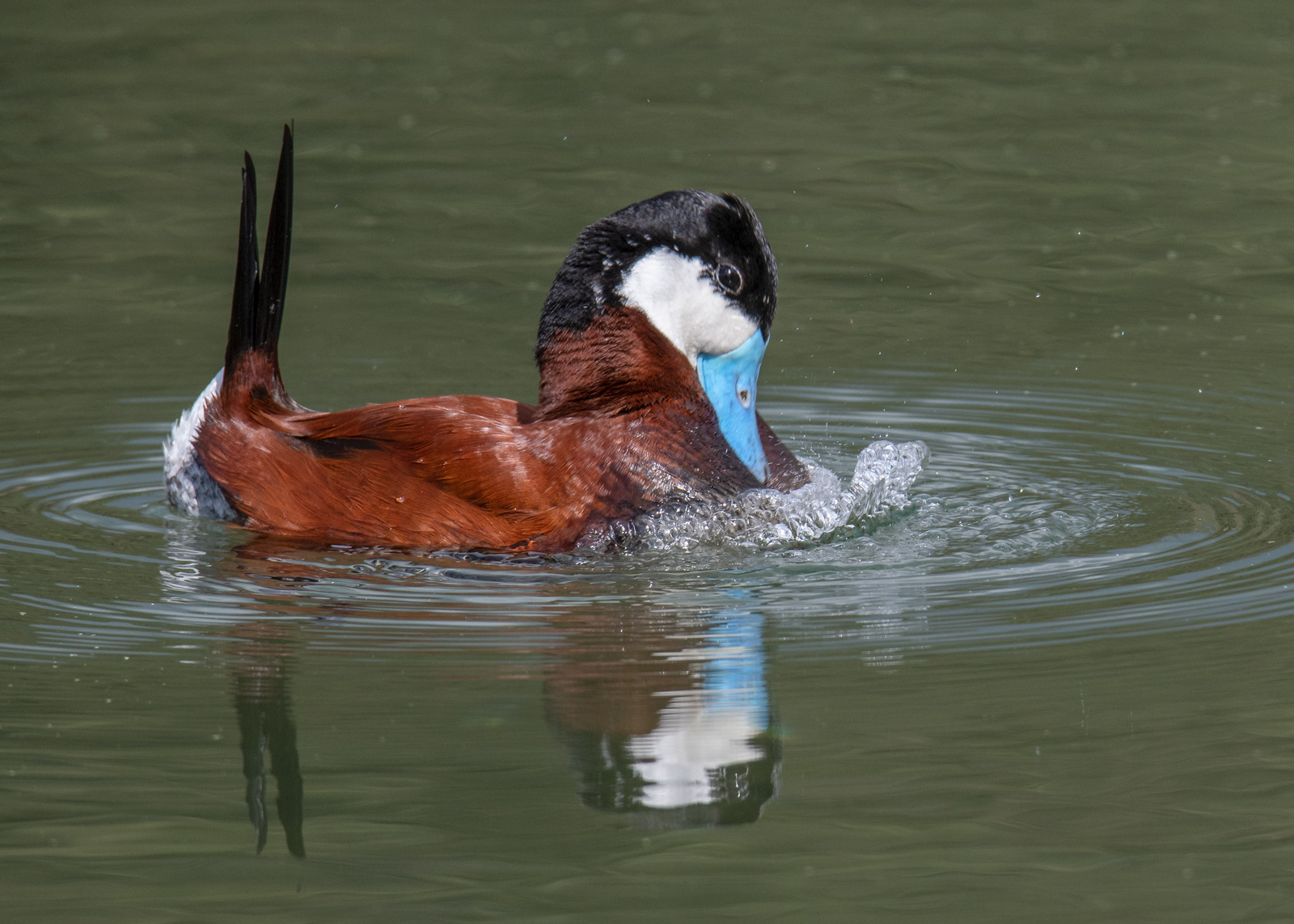 Ruddy Courtship