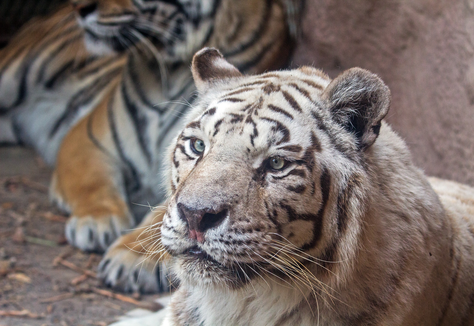 White Tiger