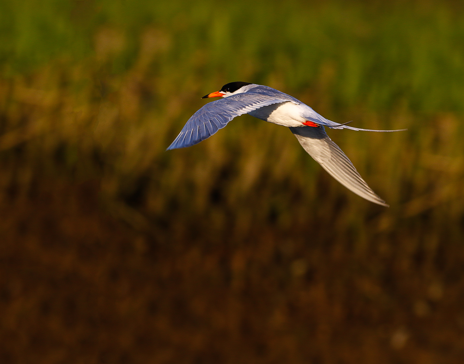 Forster's Tern