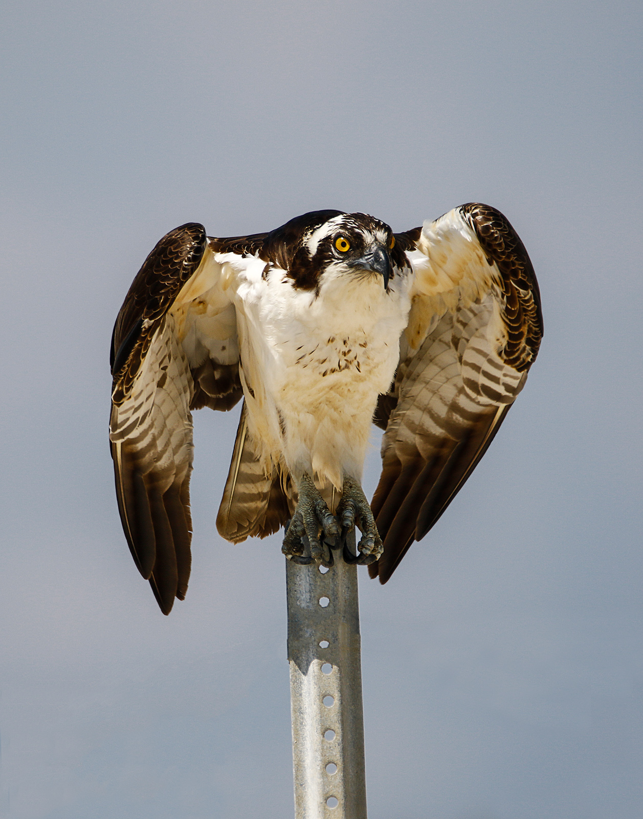 Osprey