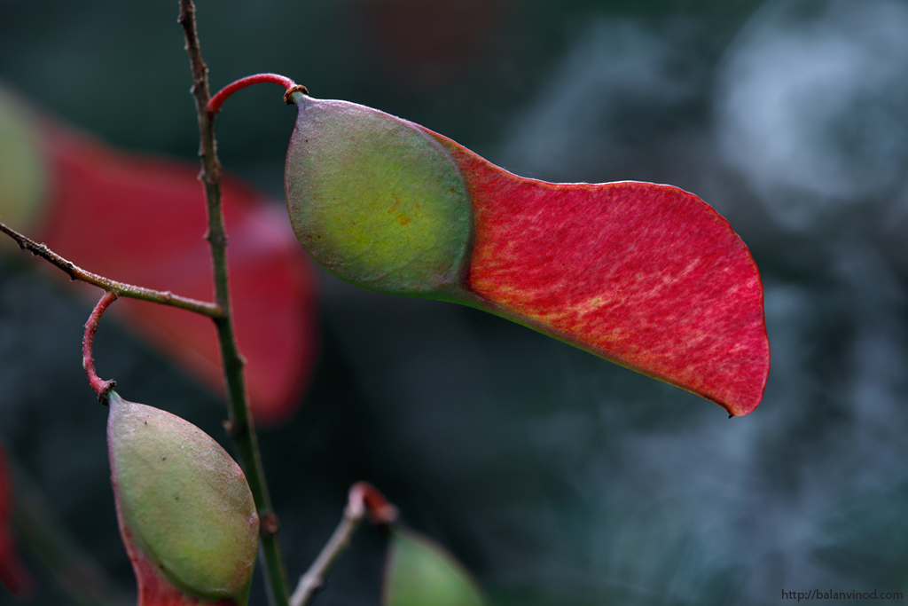 Pink Flower Seed