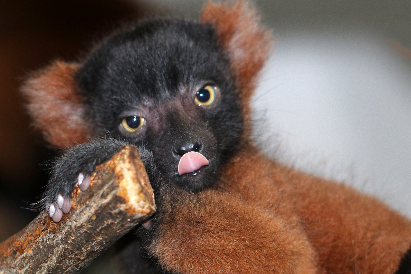 Red ruffed lemur baby