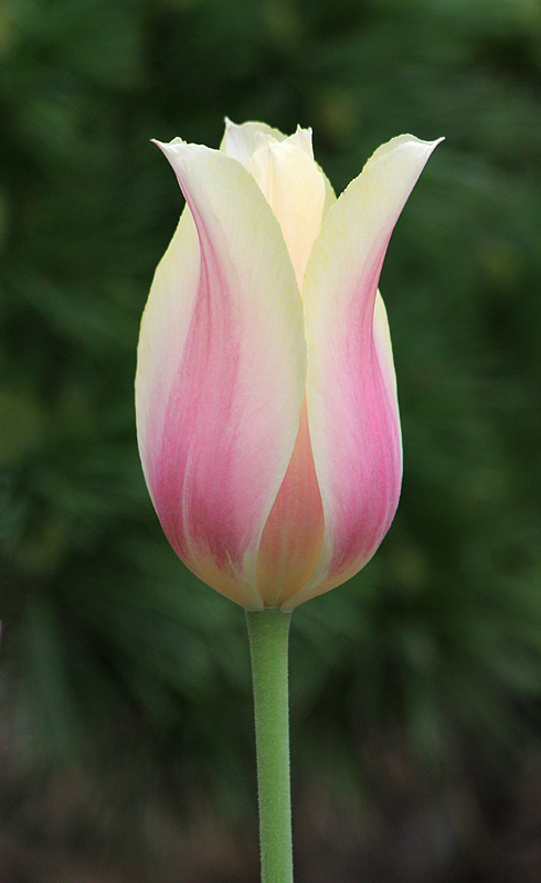 Pink and Yellow Tulip