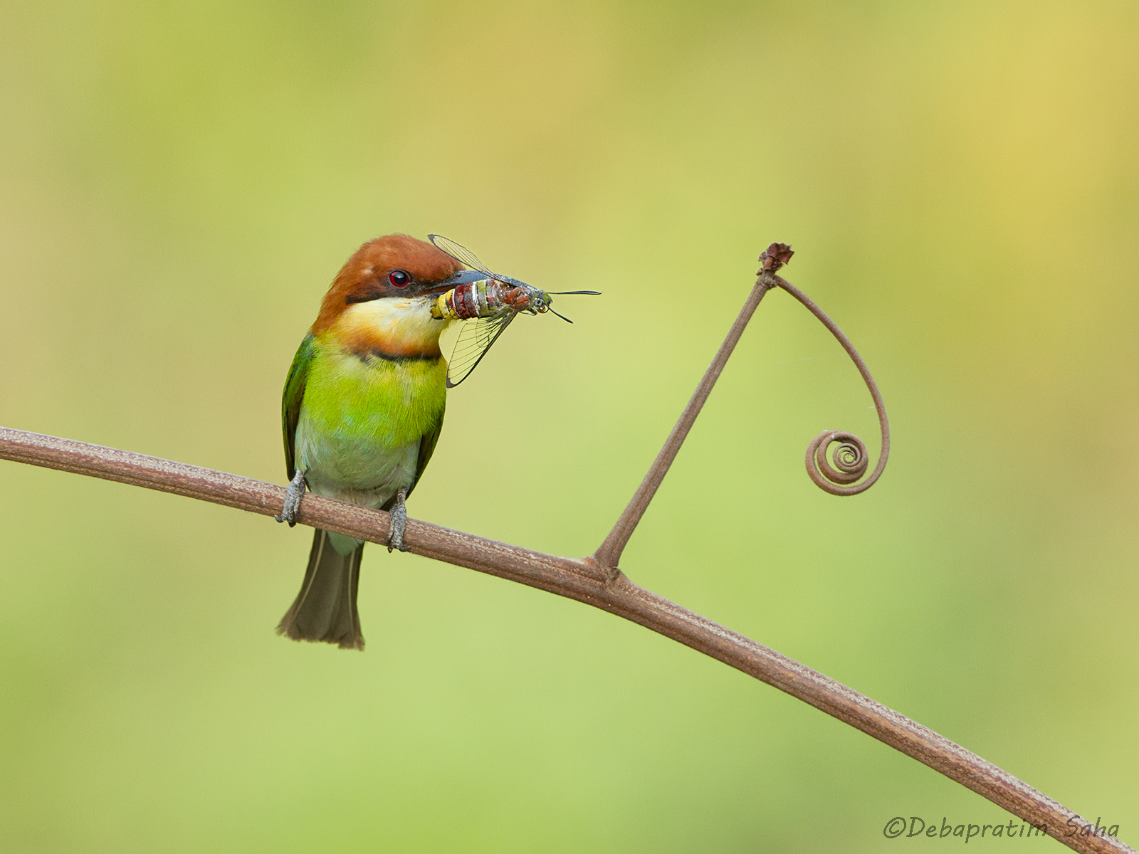 Chestnut-headed bee-eate