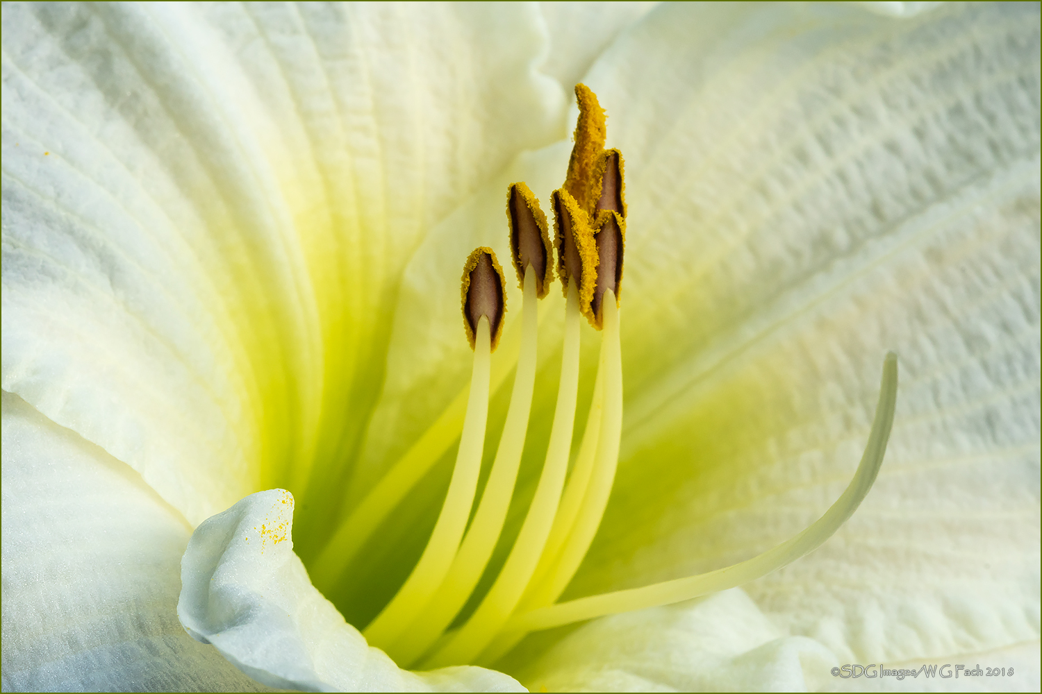 Purity