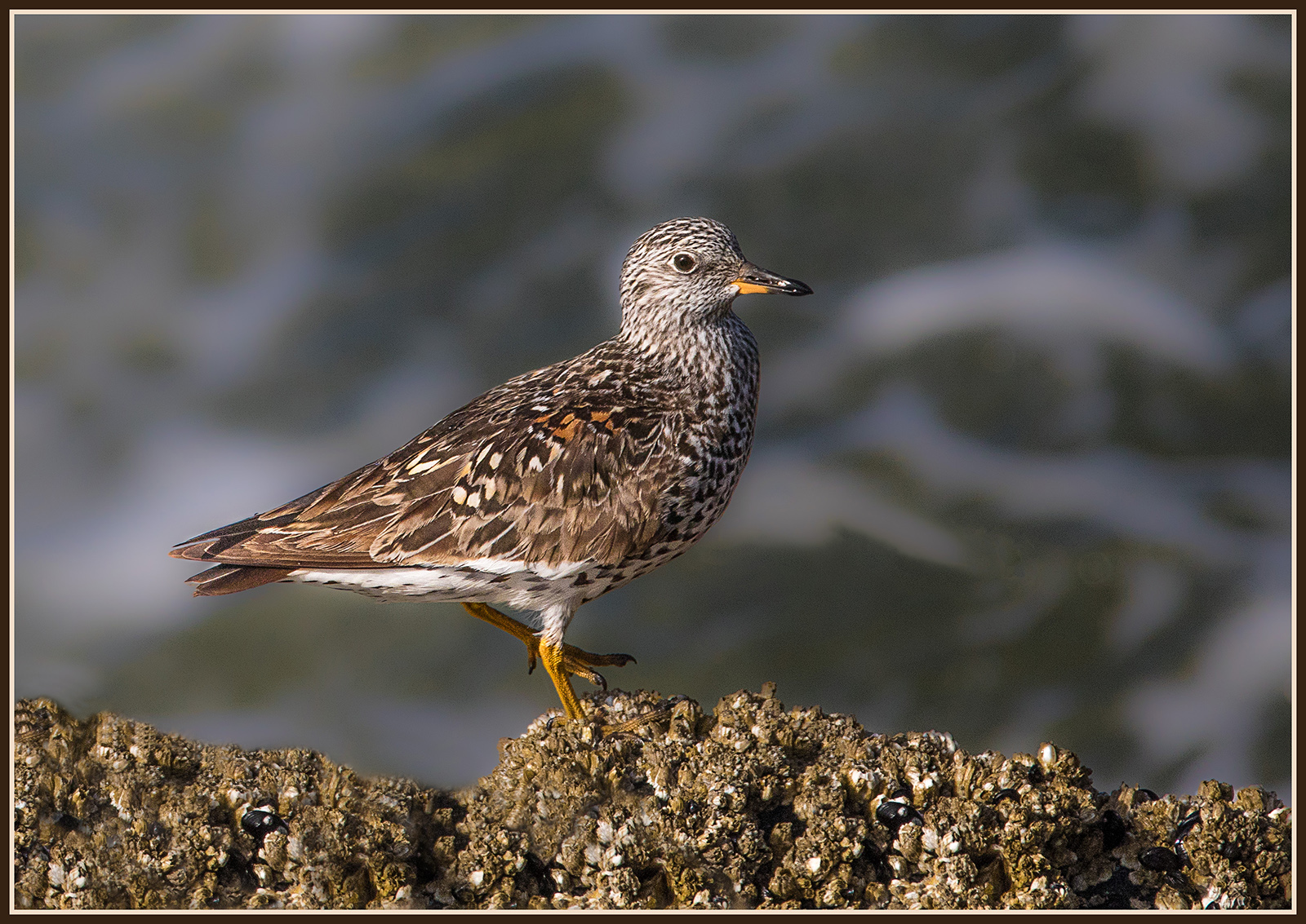 Surfbird