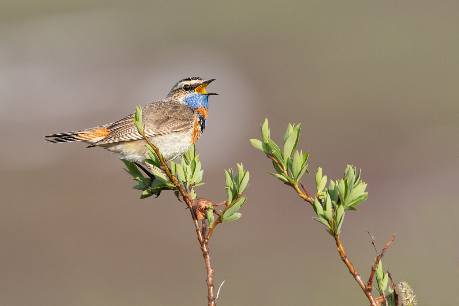 Bluethroat