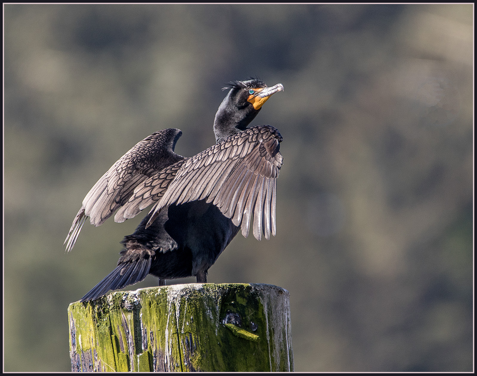 Double-crested Cormorant