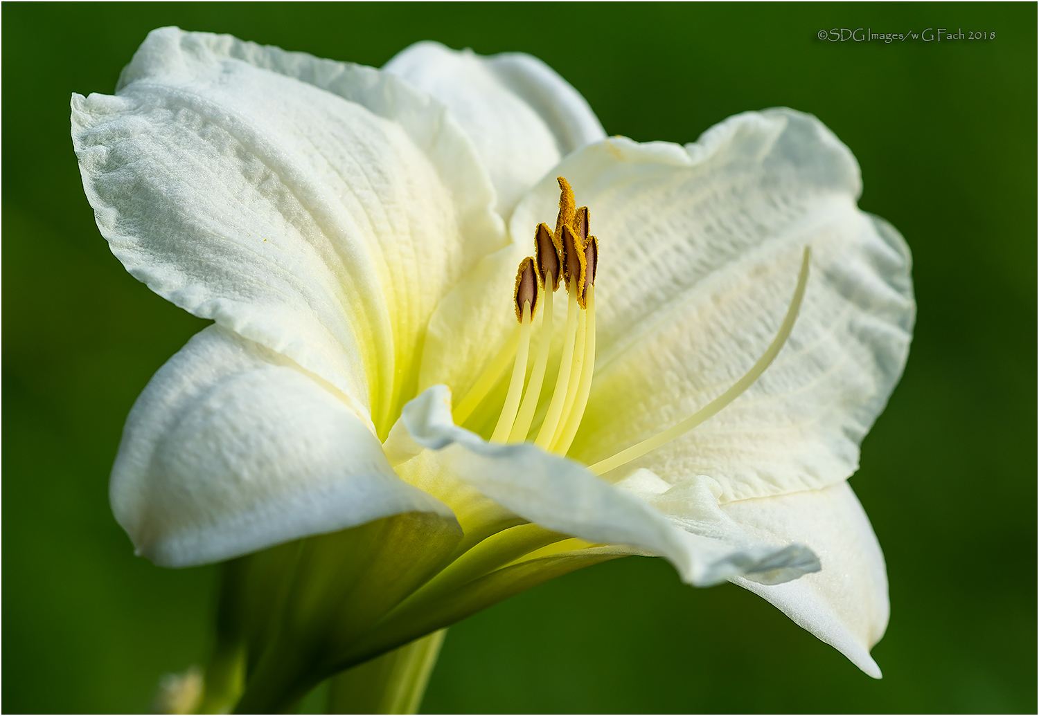 Purity Too