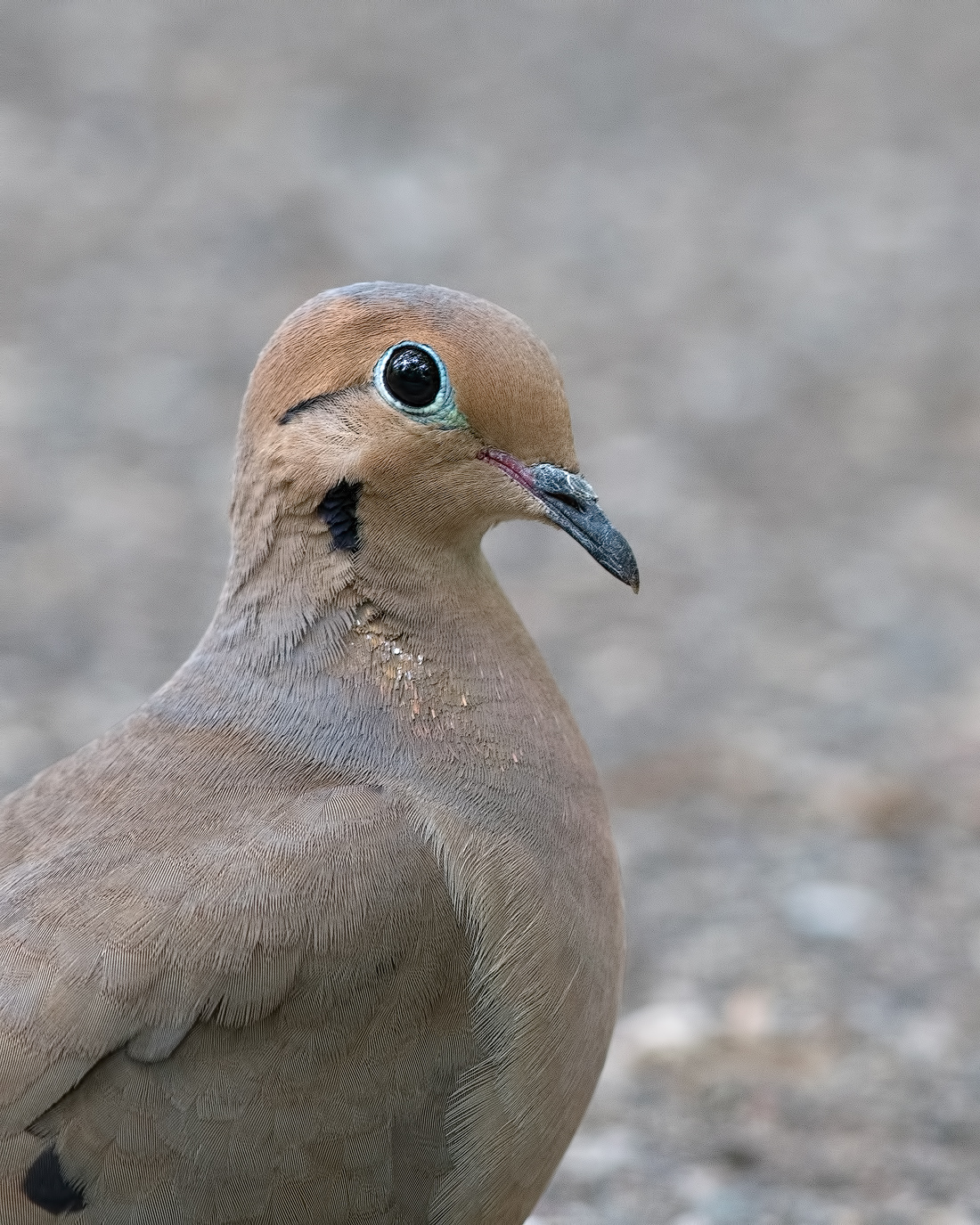 Mourning Dove