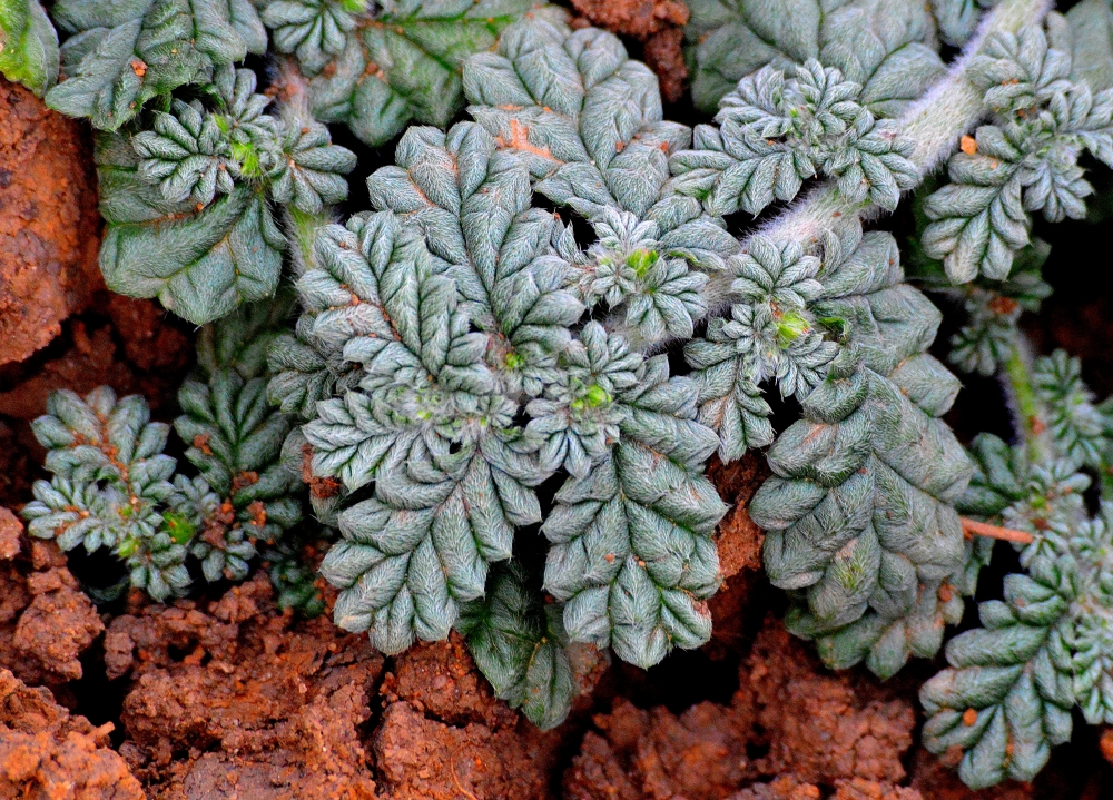 Nature in Macro