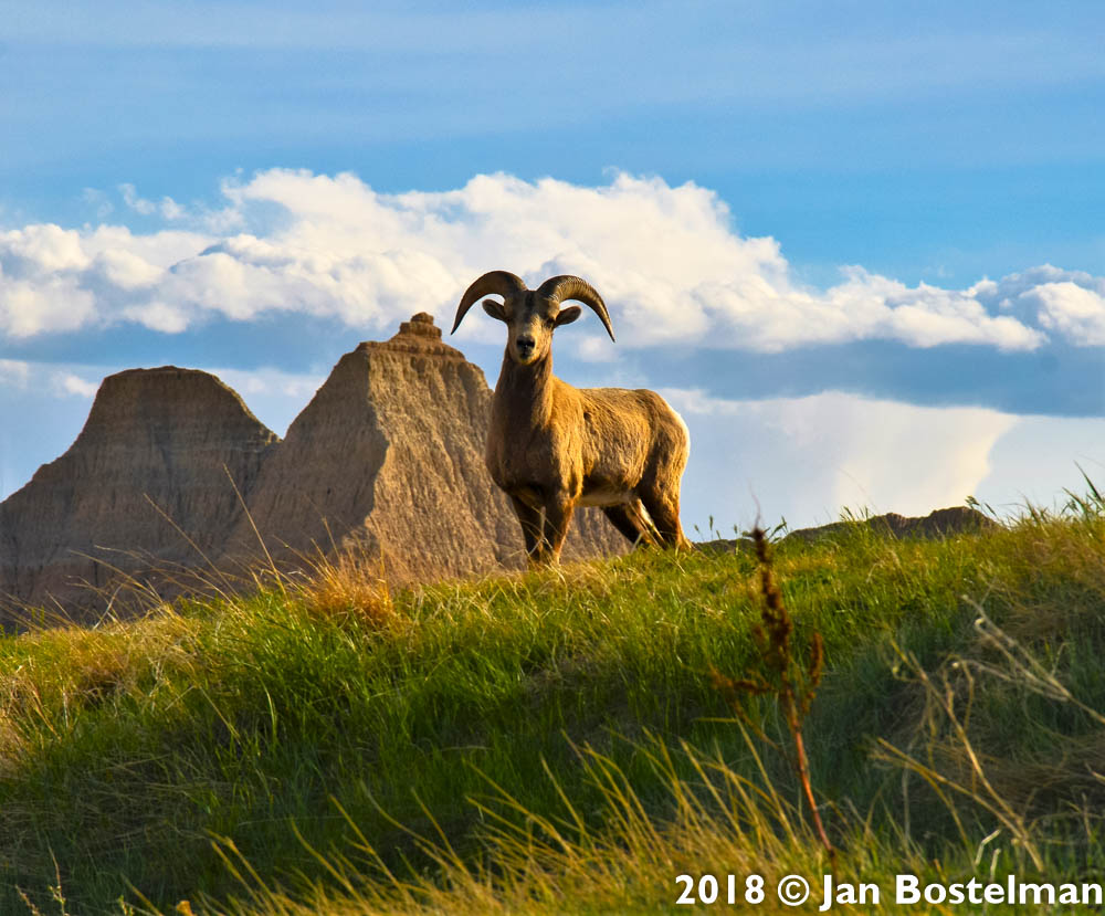 Badlands Ram