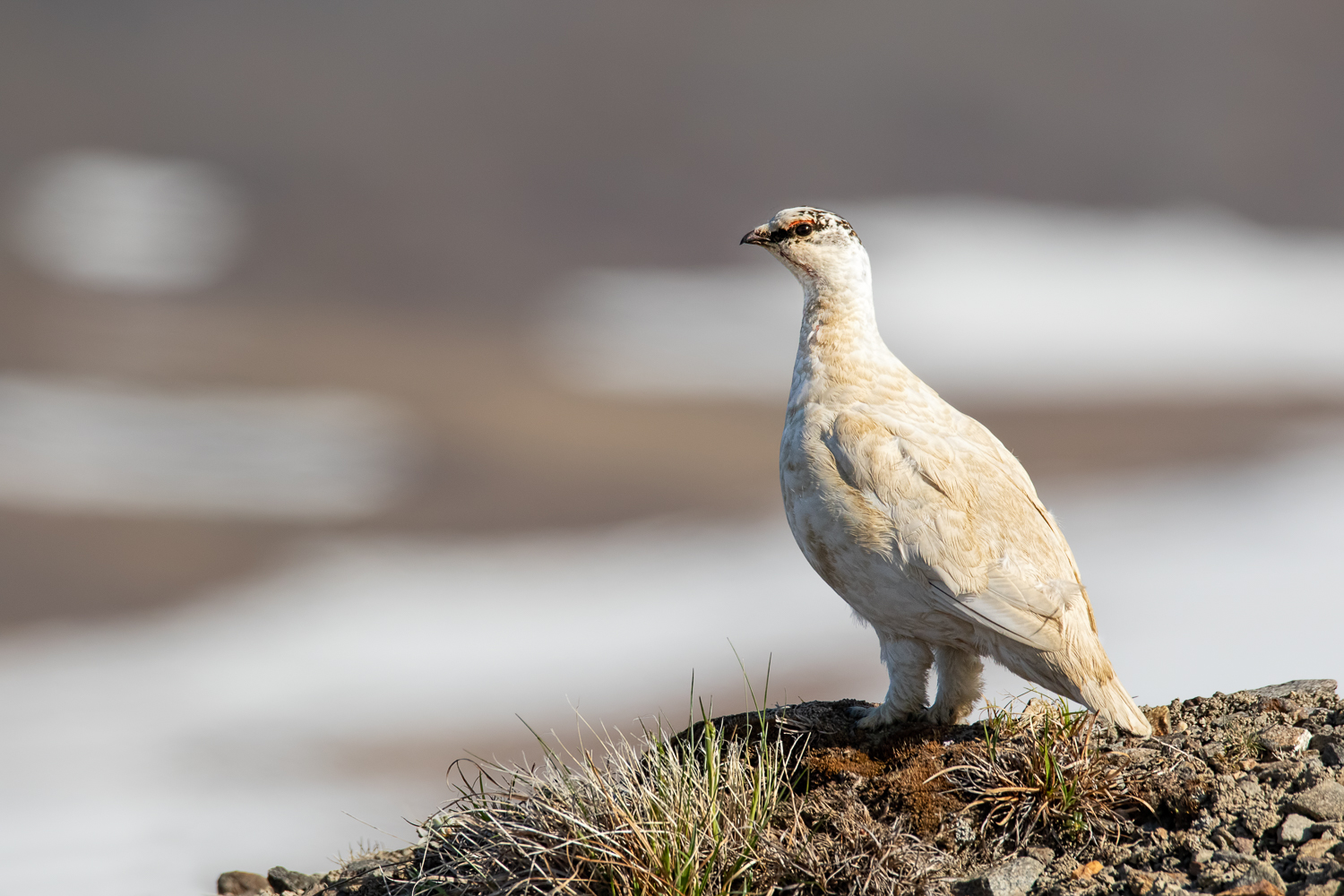 Rock Ptarmigan