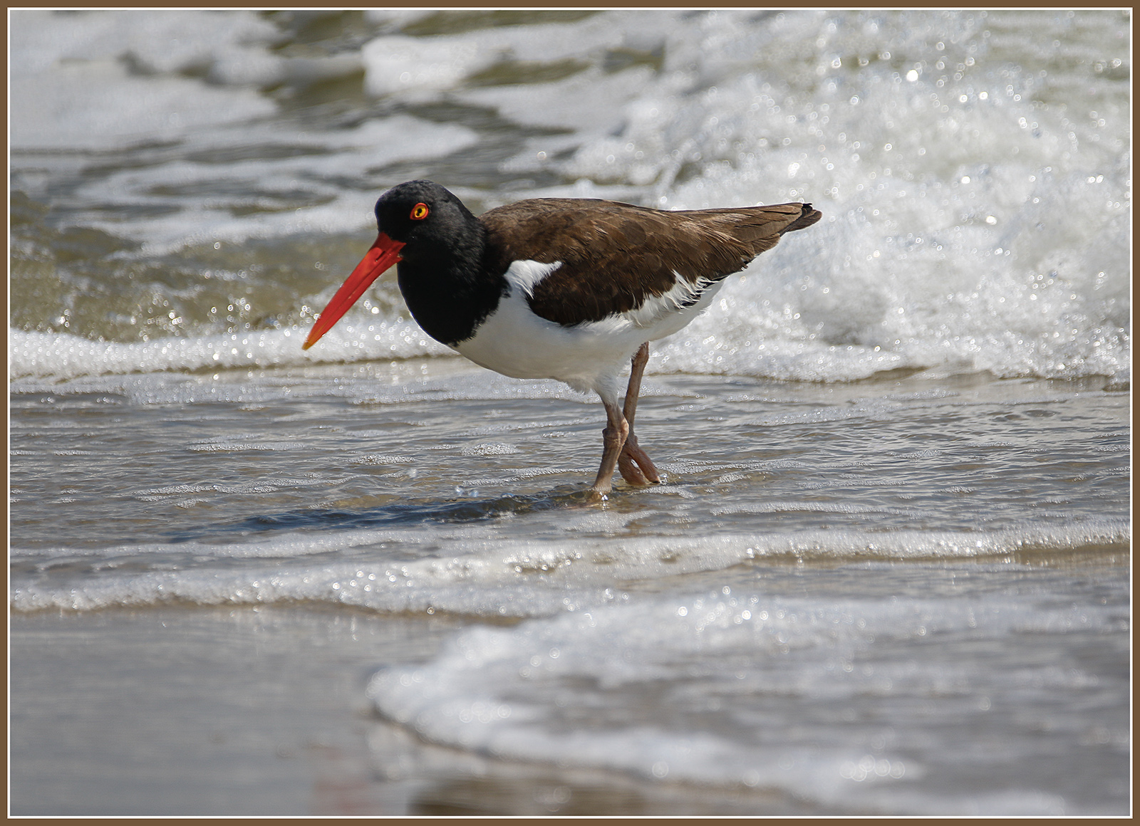 American Oystercatcher