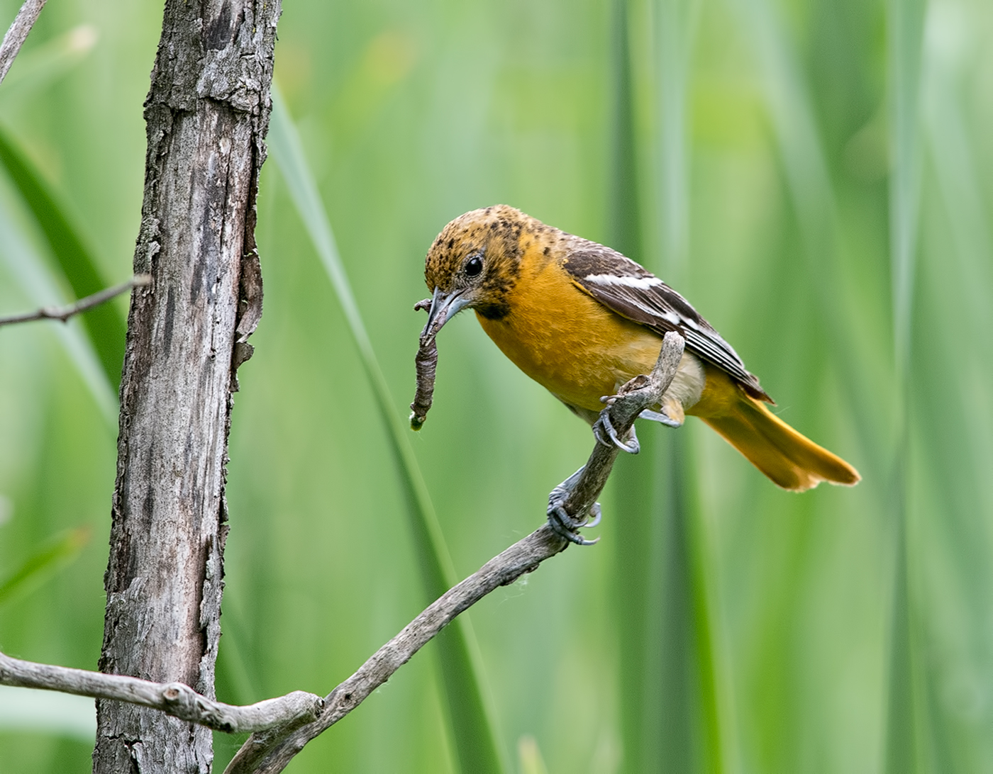 Oriole with Breakfast