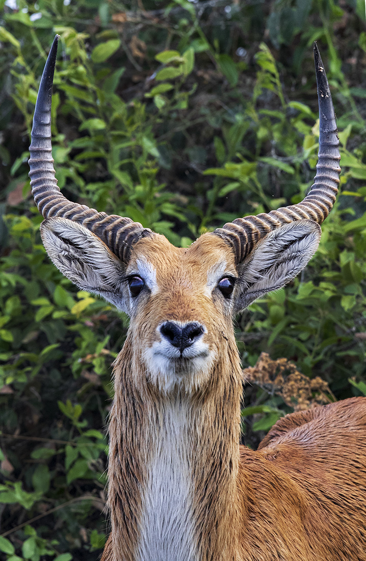 Wet Lechwe