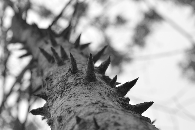 Thorny Ascend