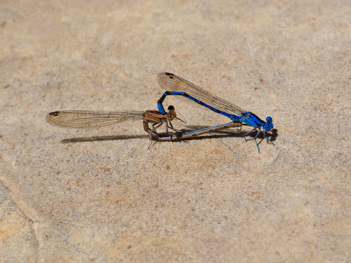Damsel Encounter