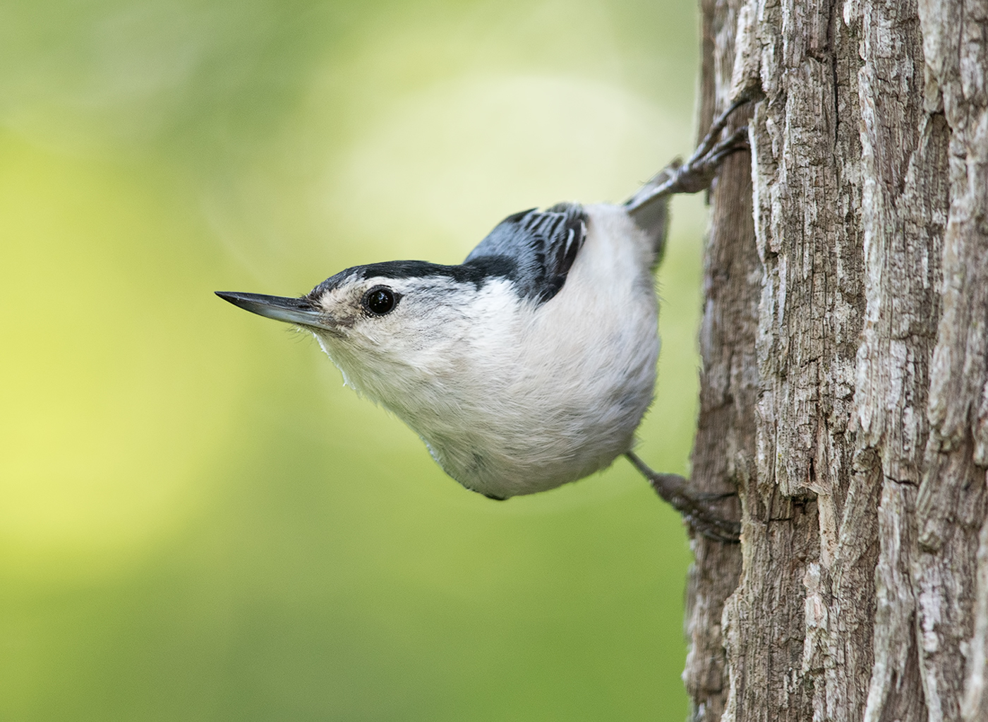 The Nuthatch