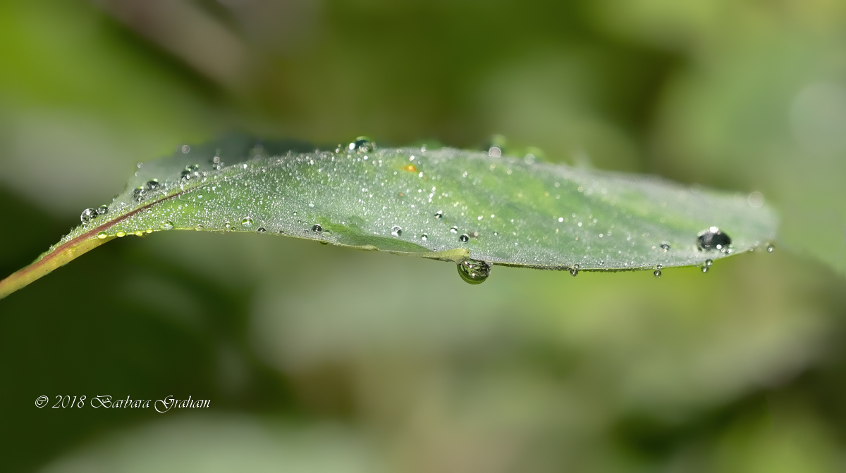 Dew on Leaf