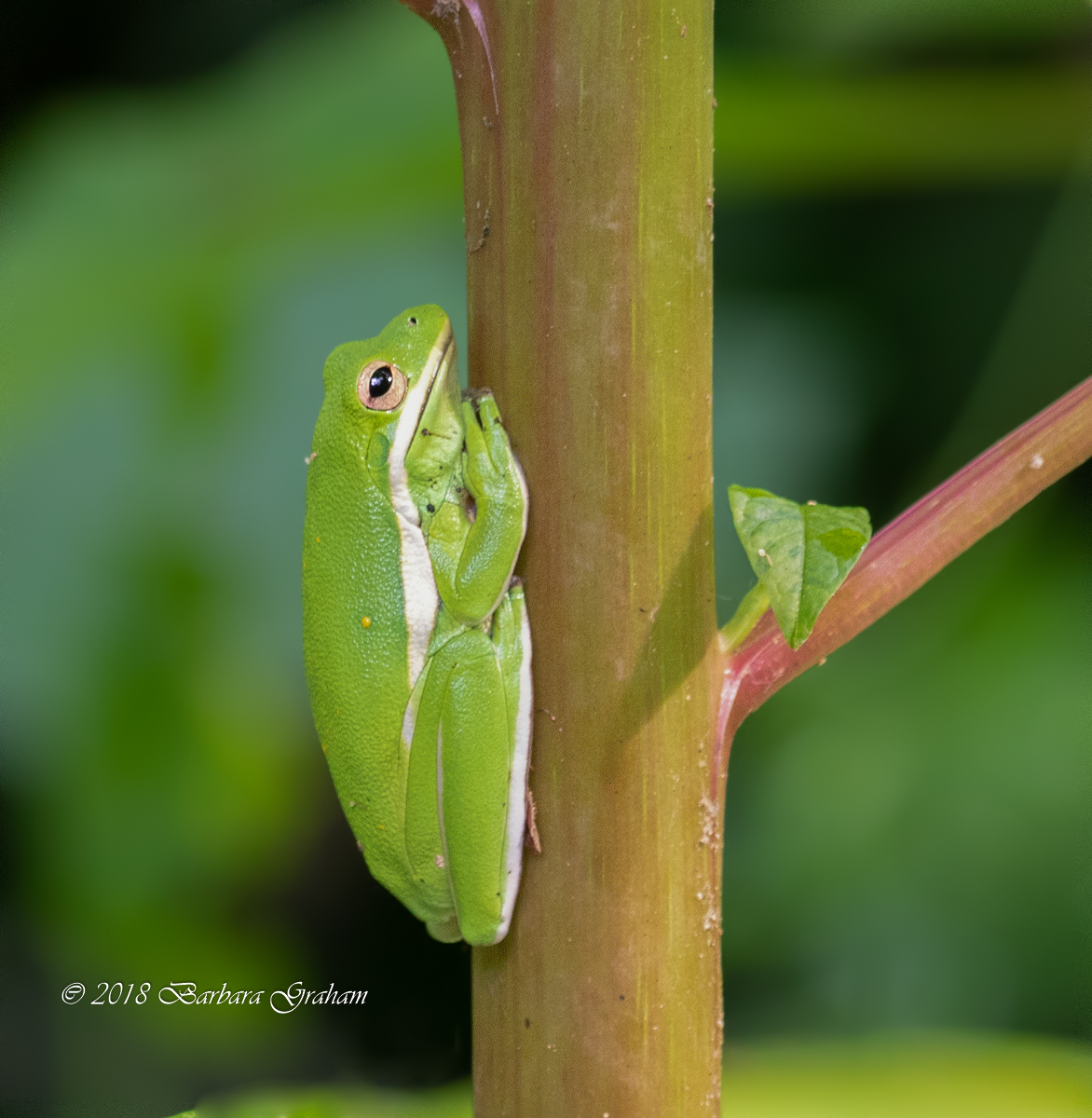 Green Tree Frog
