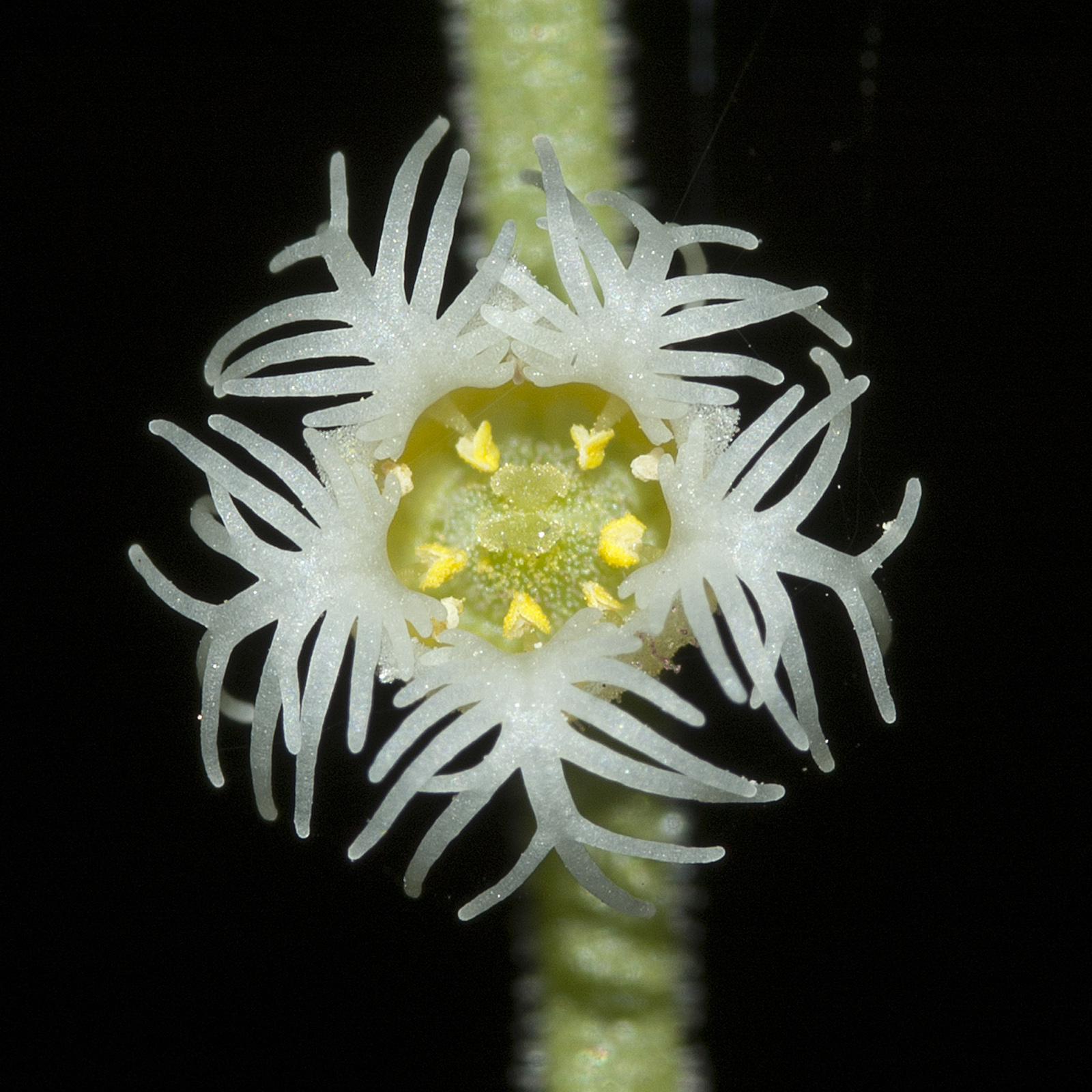 Bishop's cap